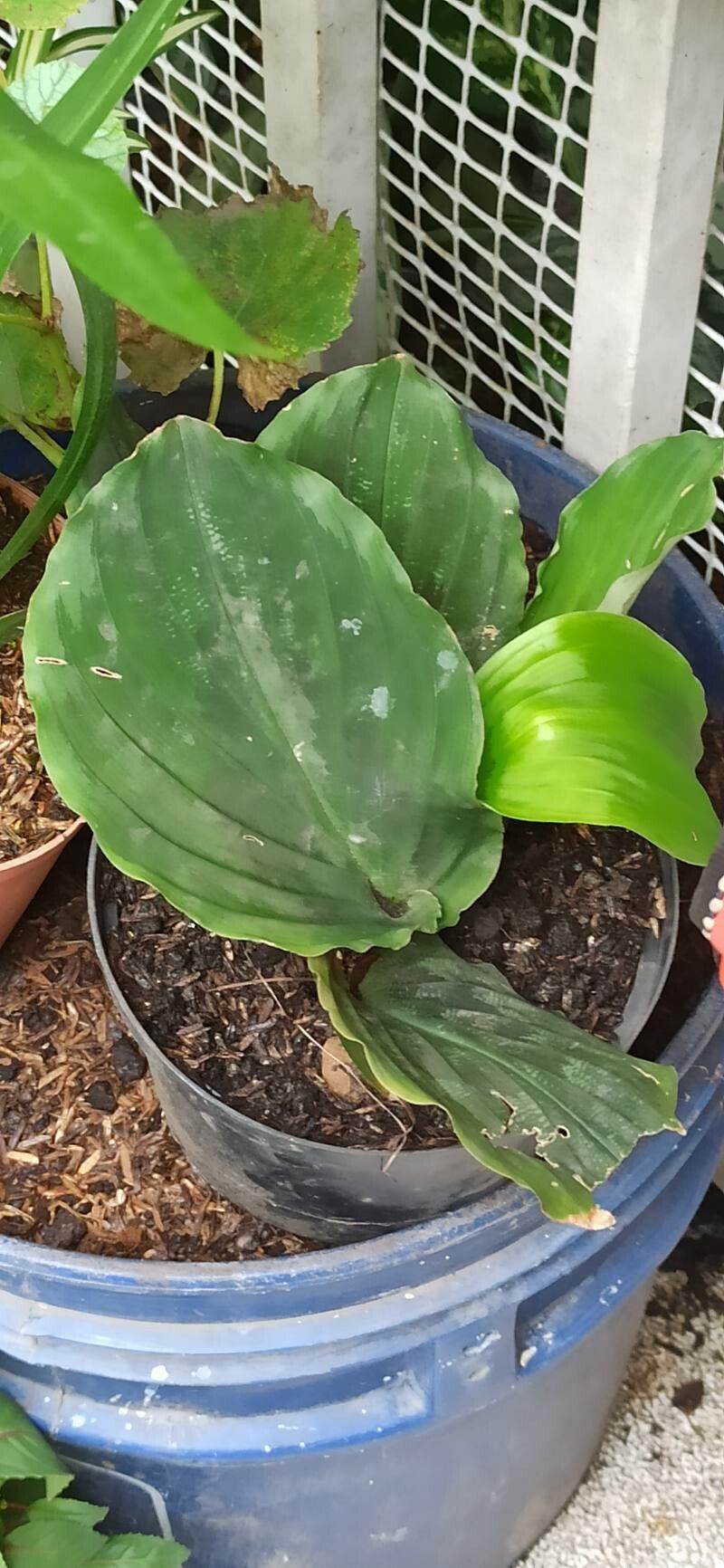 Kaempferia elegans — related species from the same genus