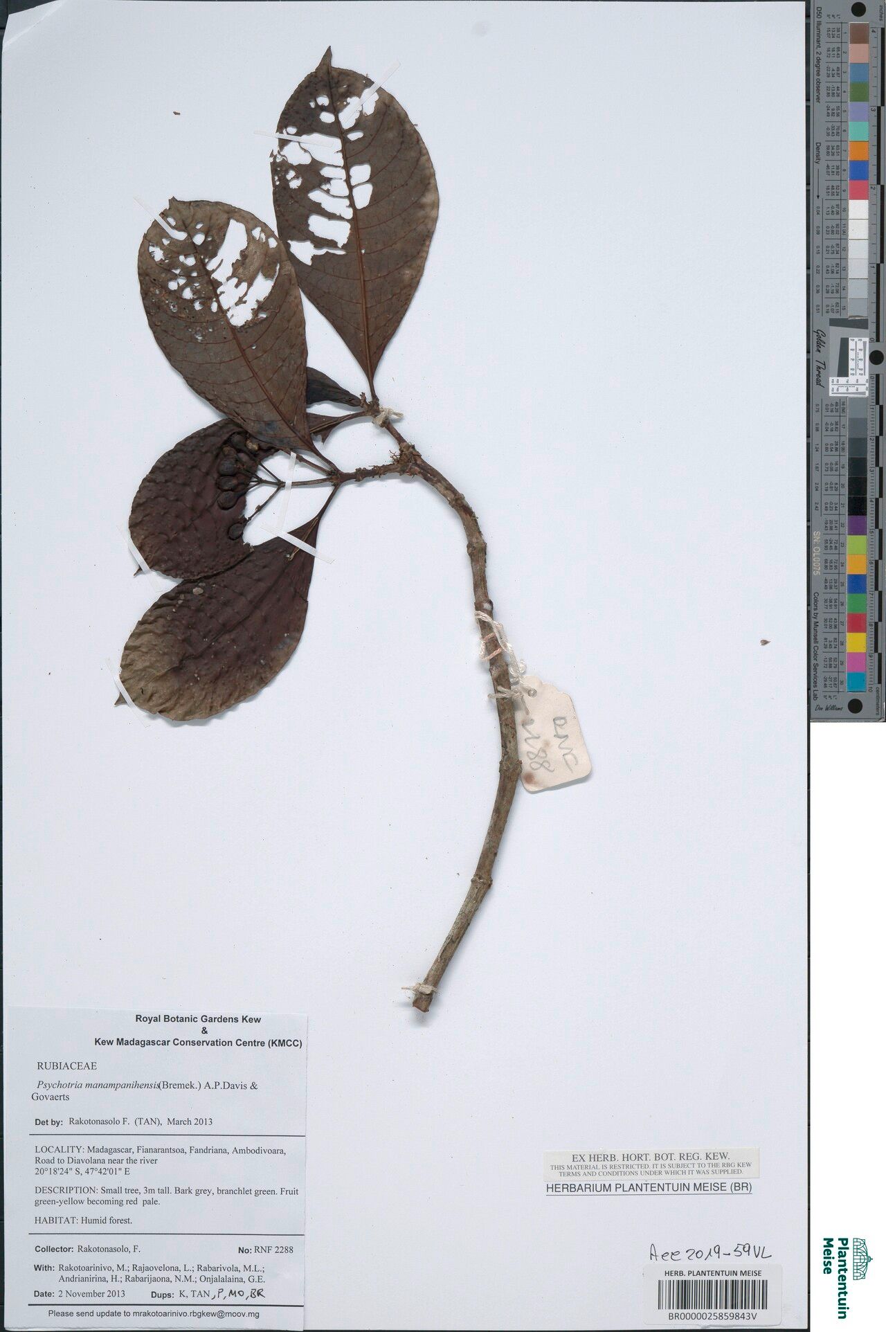 Psychotria manampanihensis — houseplant care guide