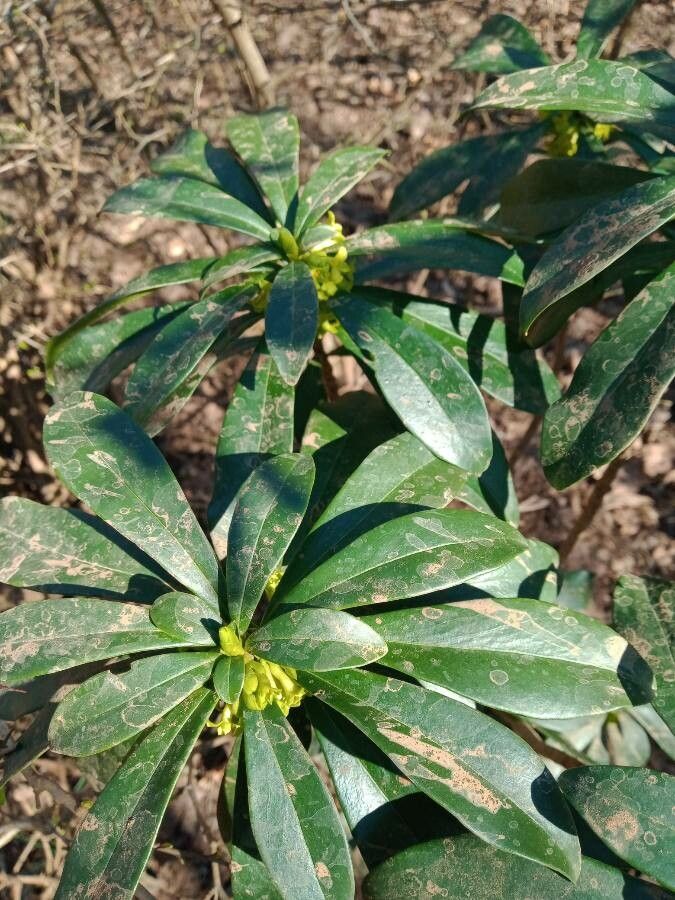 Daphne gemmata flower