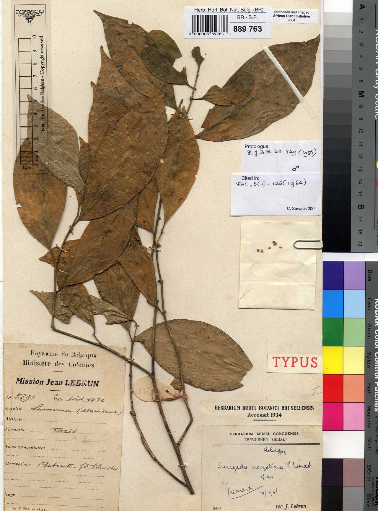 Suregada croizatiana — houseplant care guide