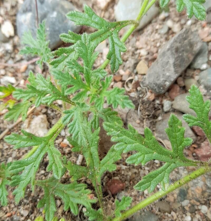 Glandularia venturii — search result for 'Glandularia'