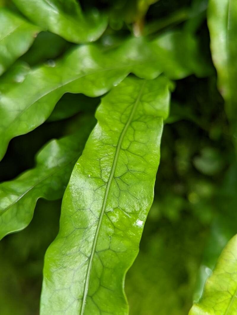 Phymatosorus scandens — related species from the same genus