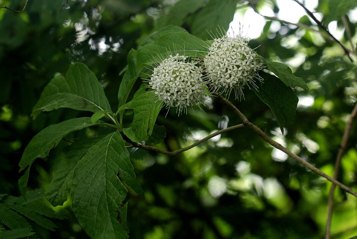 Pavetta cataractarum — houseplant care guide