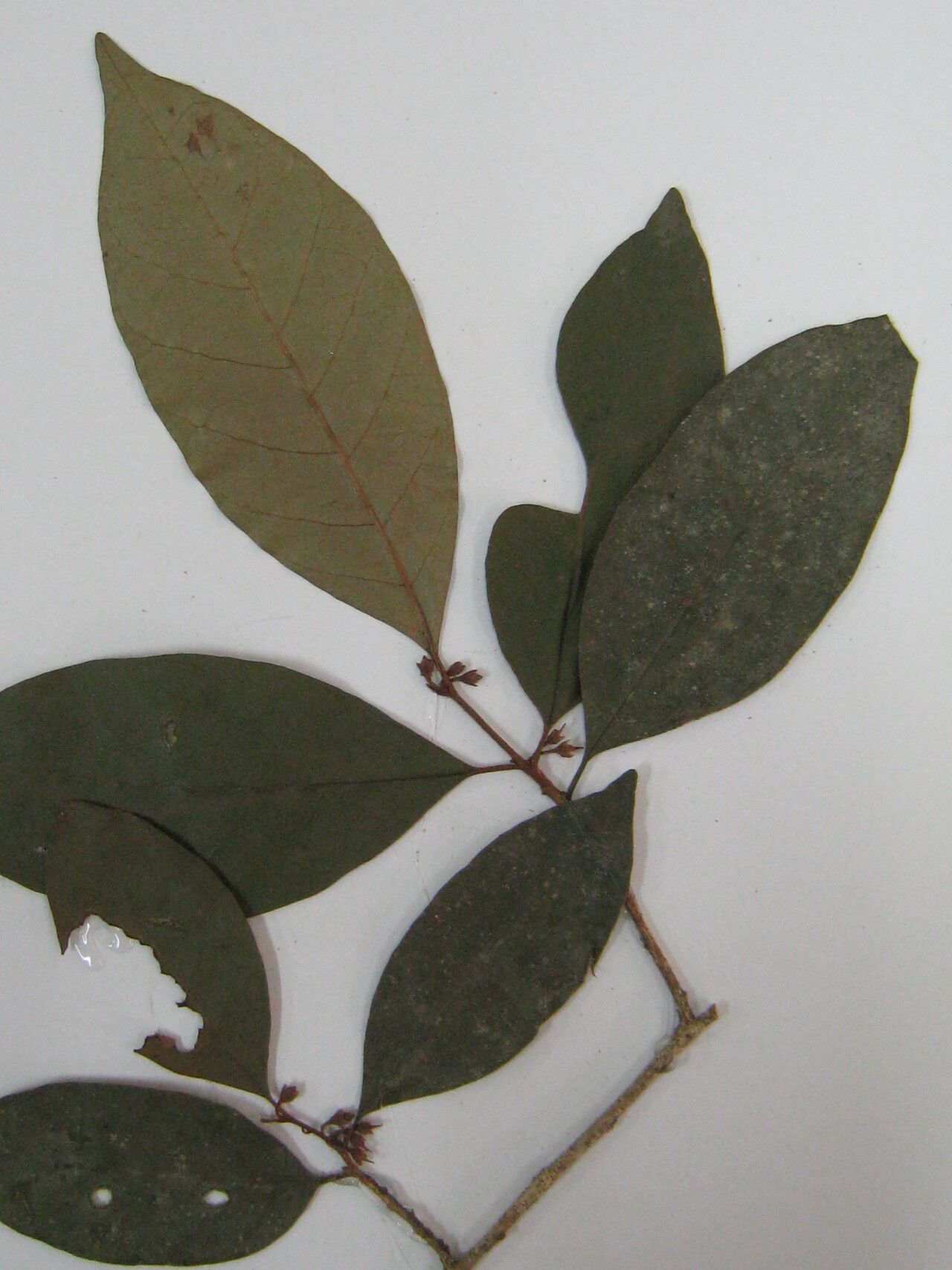 Chrysophyllum sparsiflorum other