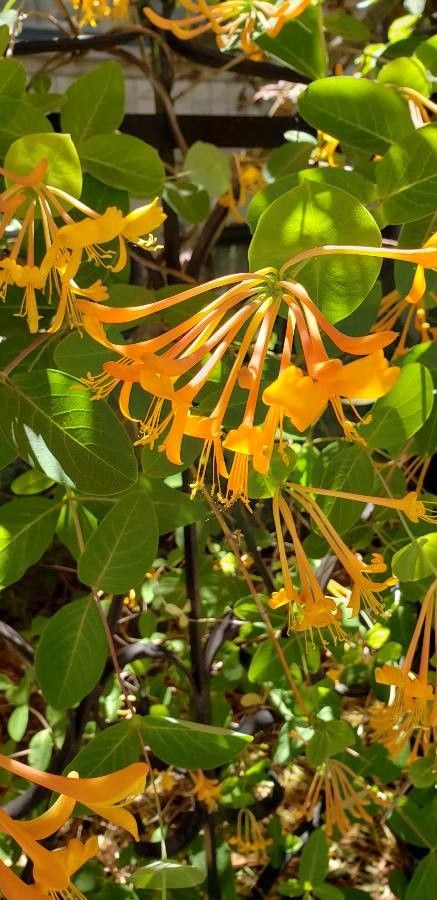 Lonicera hirsuta flower