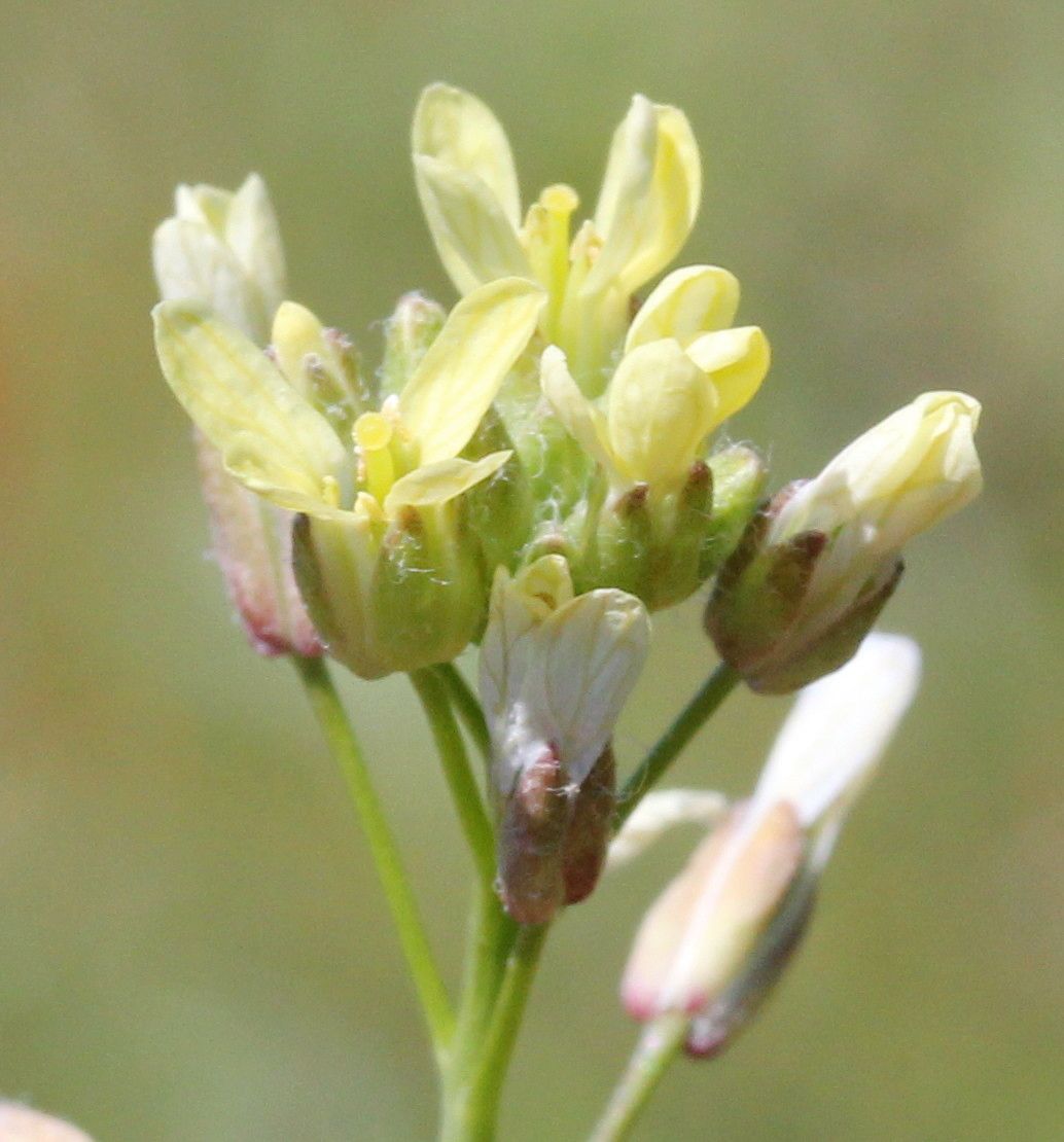 Camelina rumelica — related species from the same genus