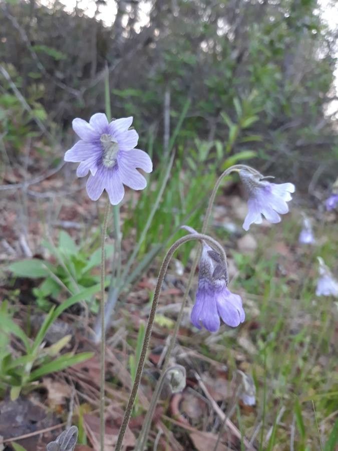 Pinguicula caerulea — search result for 'Lentibulariaceae'