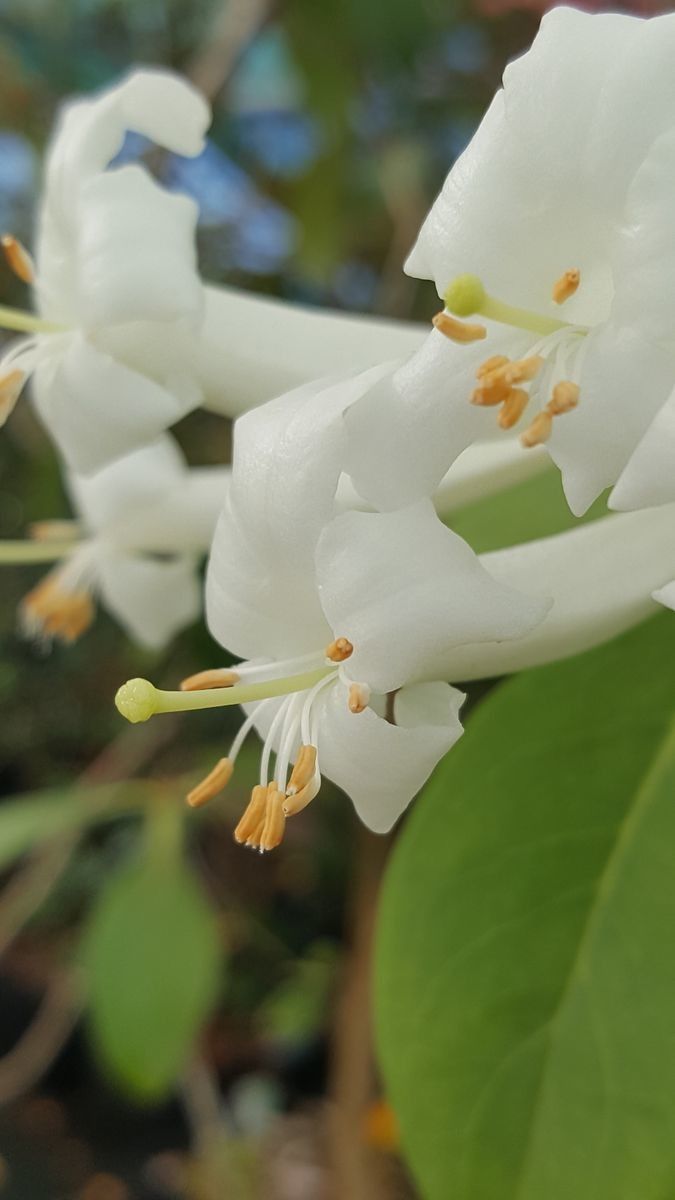 Rhododendron multinervium flower