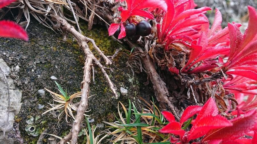 Arctous alpina fruit