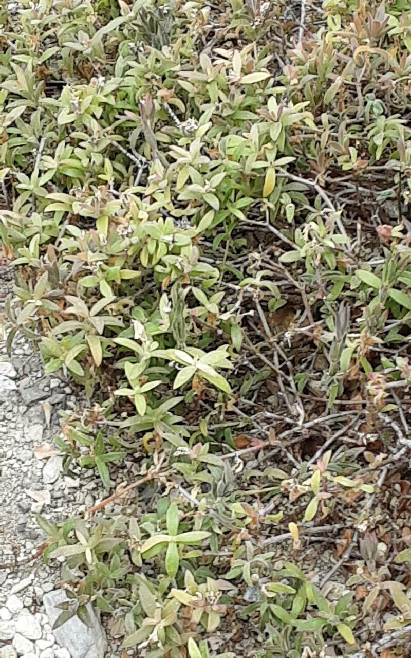 Delosperma ecklonis — houseplant care guide