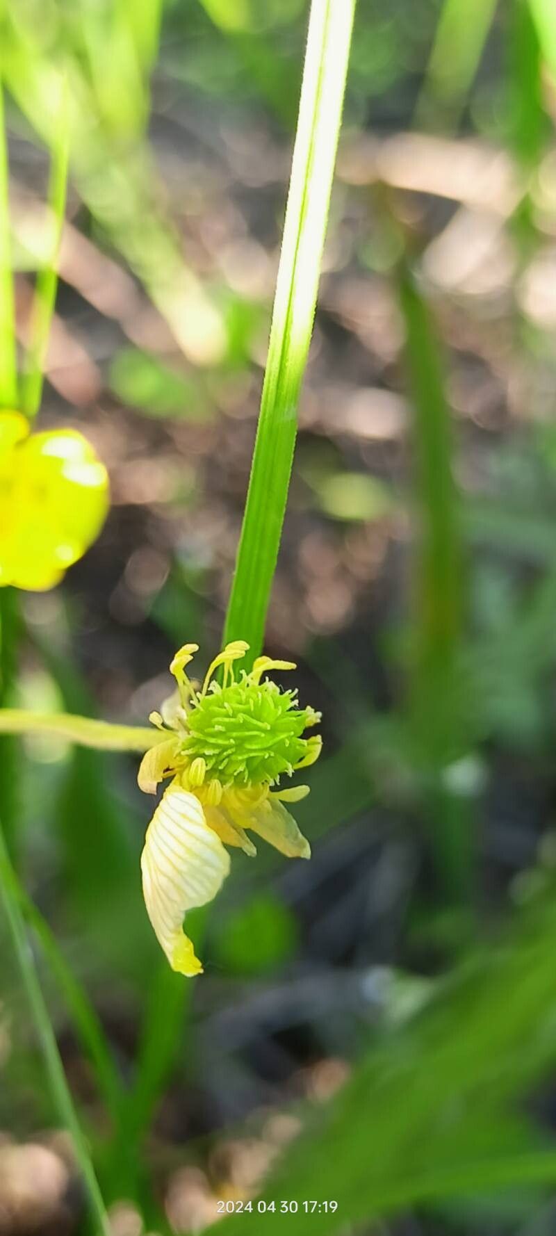 Ranunculus pedatus fruit