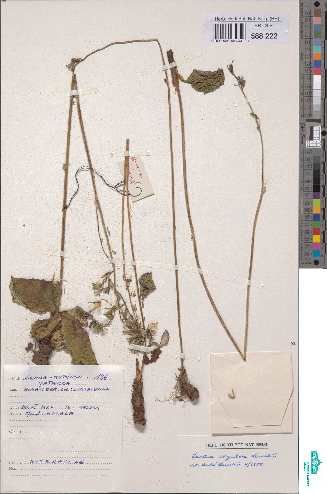 Lactuca corymbosa — search result for 'Lactuca'