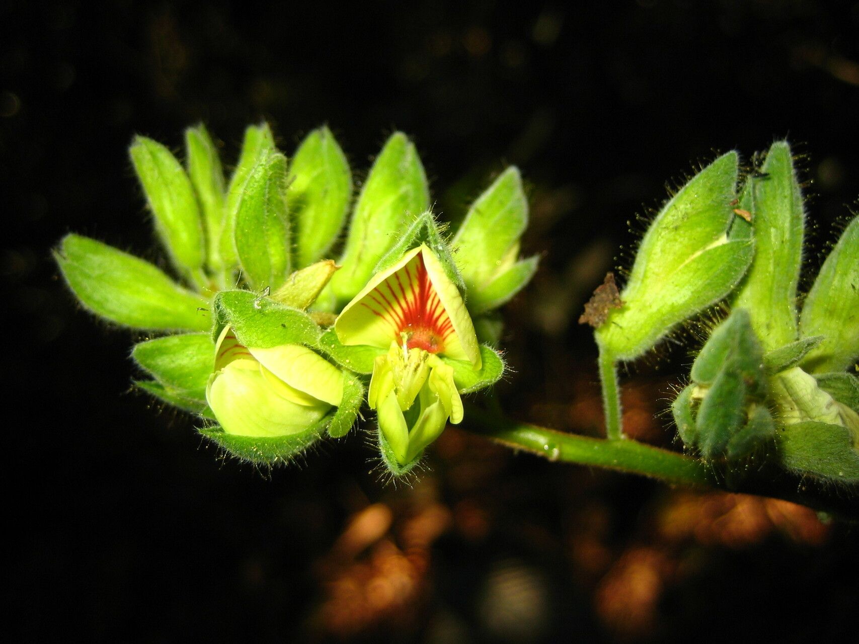 Rhynchosia pycnostachya flower