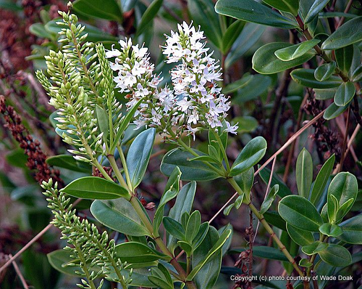 Veronica bollonsii flower