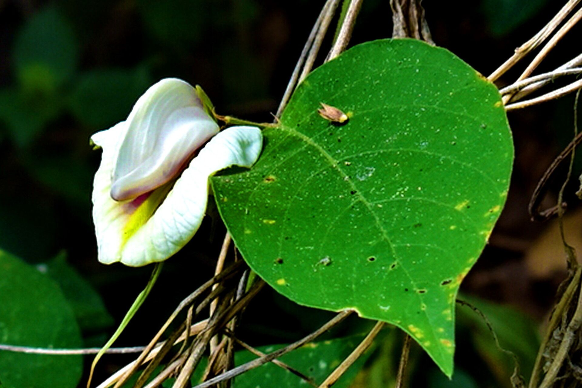 Centrosema macrocarpum — related species from the same genus