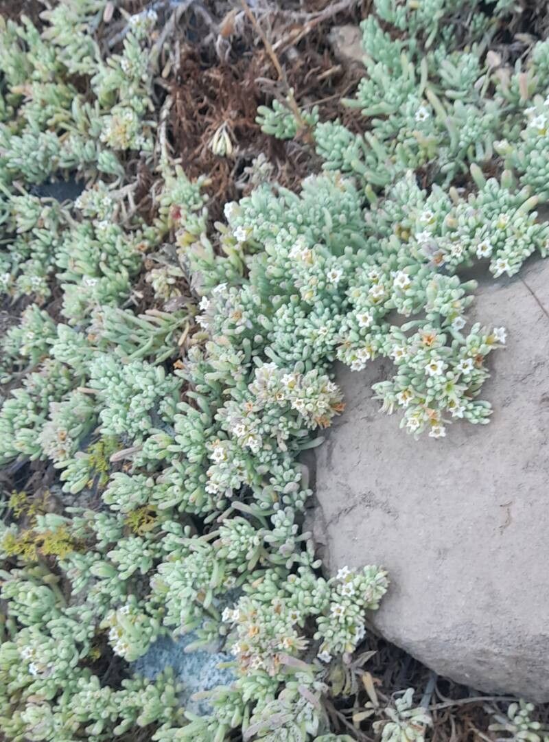 Nolana crassulifolia habit