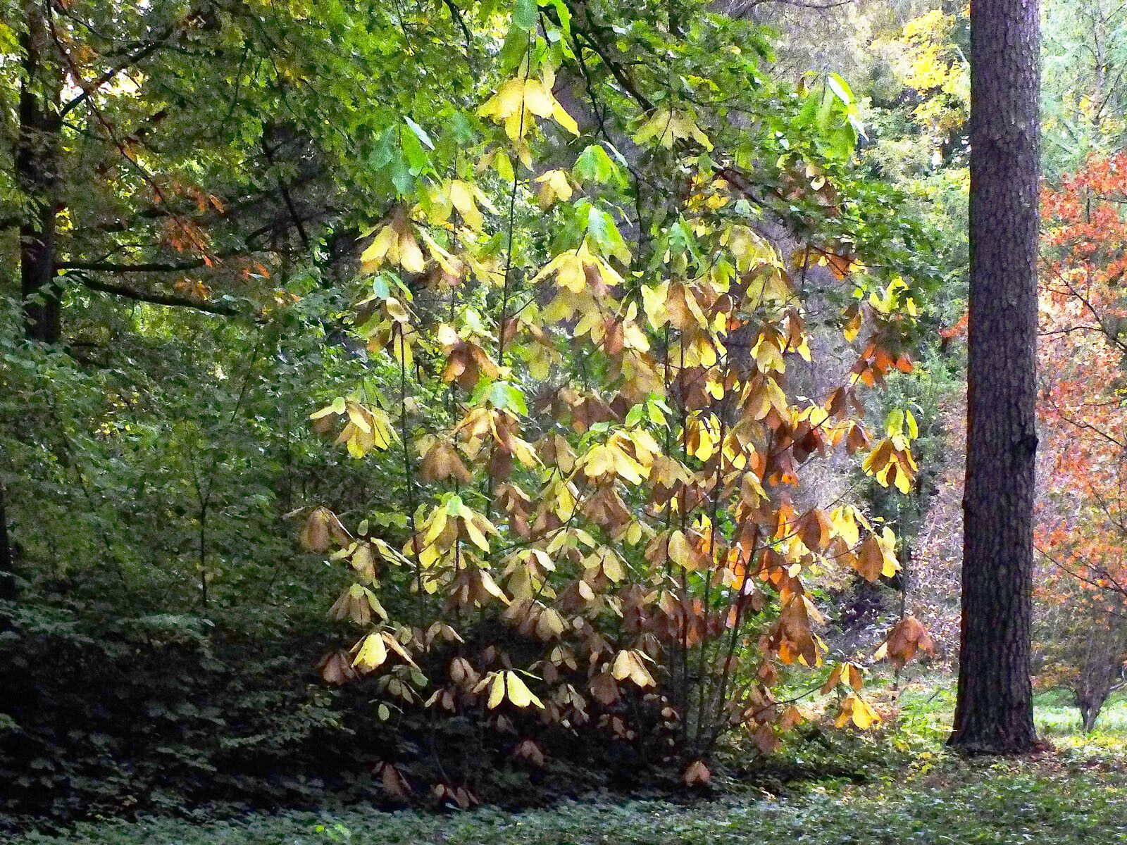 Magnolia obovata habit