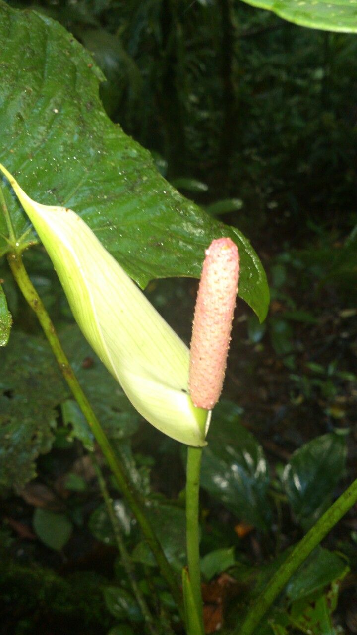 Anthurium formosum flower