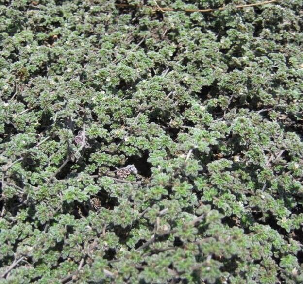 Tiquilia galapagoa habit