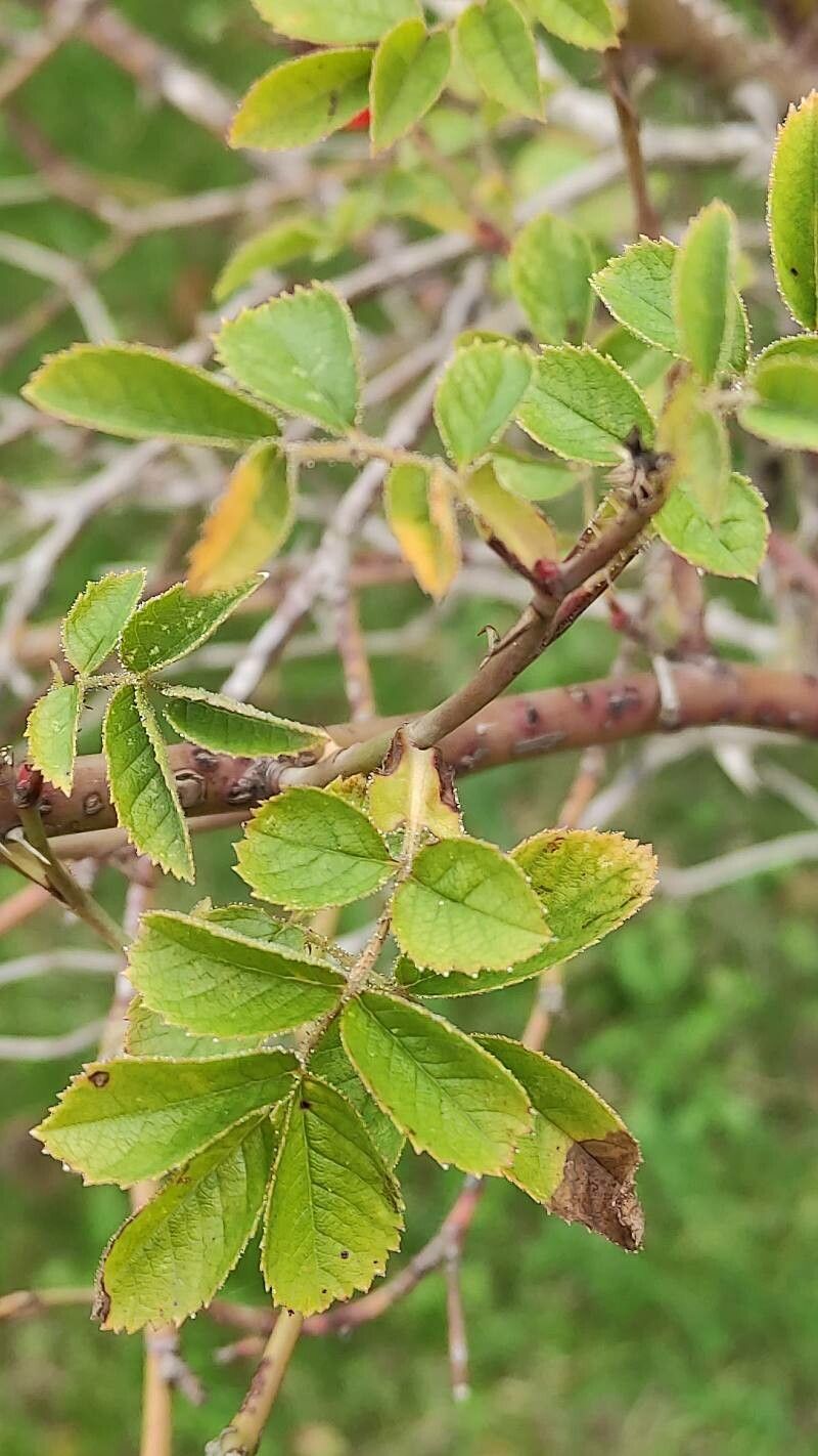 Rosa caryophyllacea leaf