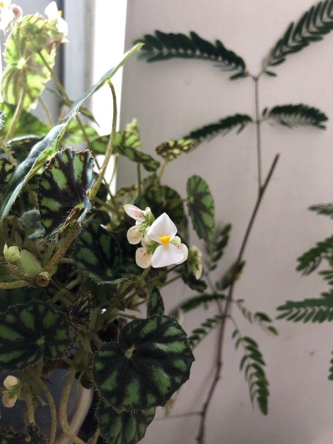 Begonia cleopatrae flower