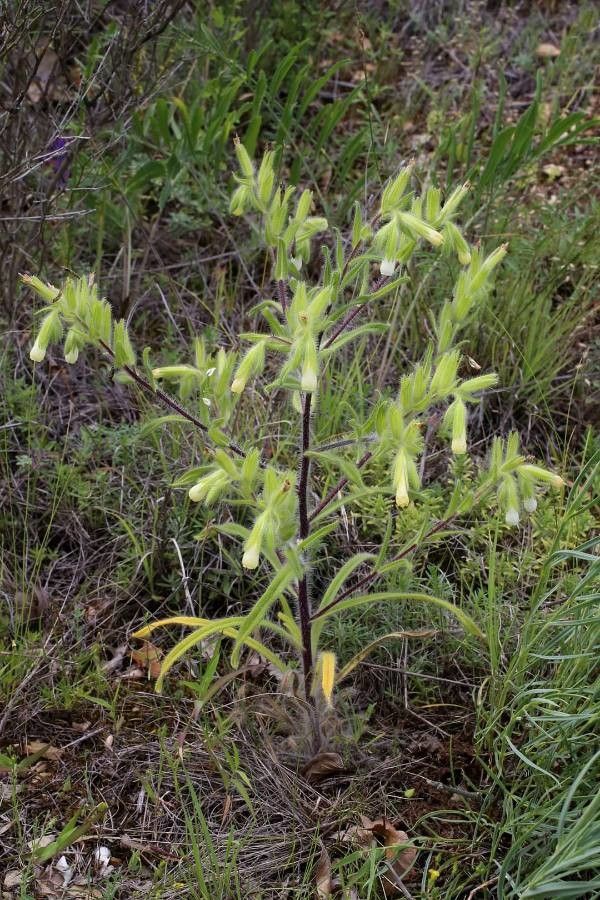Onosma visianii habit