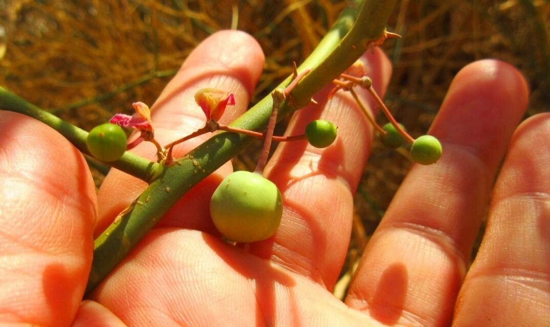 Capparis decidua fruit