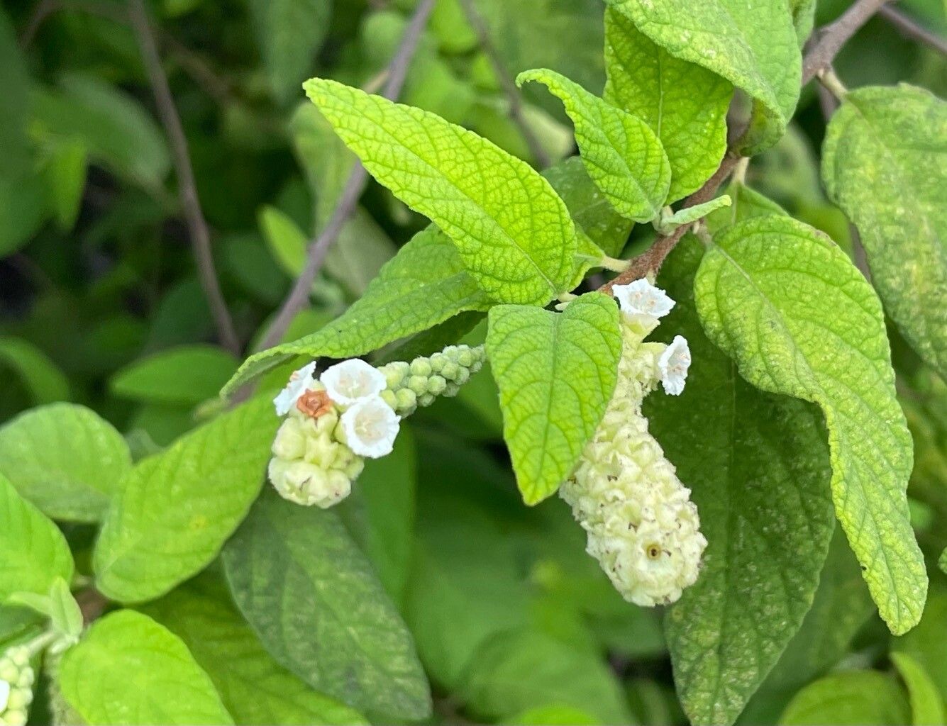 Varronia brownei flower