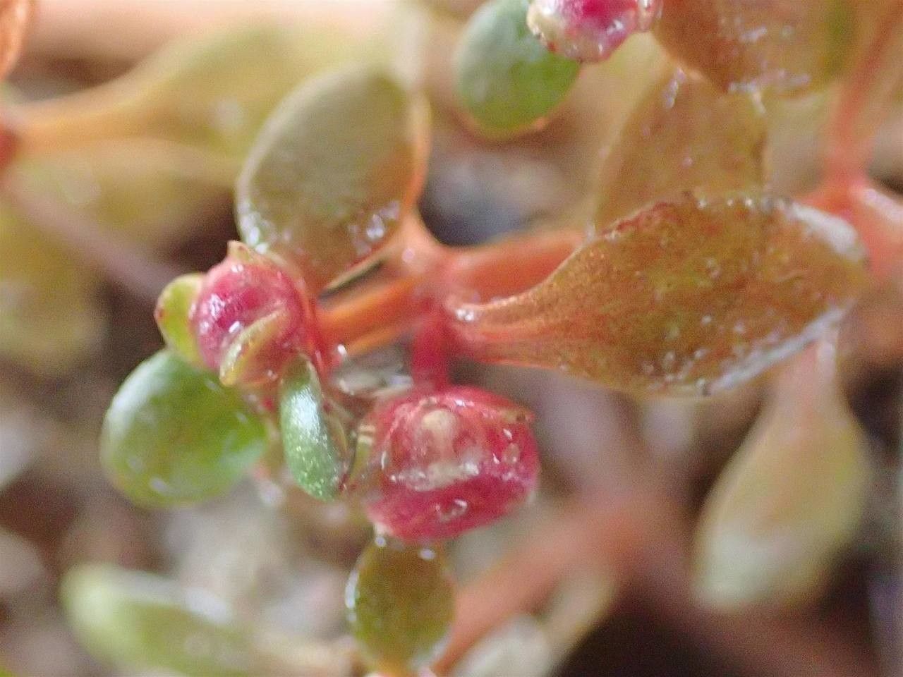 Elatine hexandra fruit