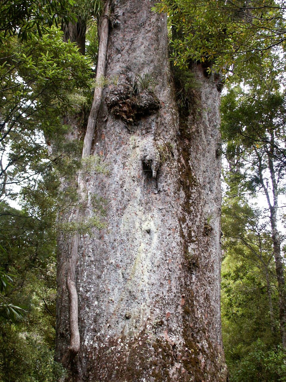 Agathis australis flower
