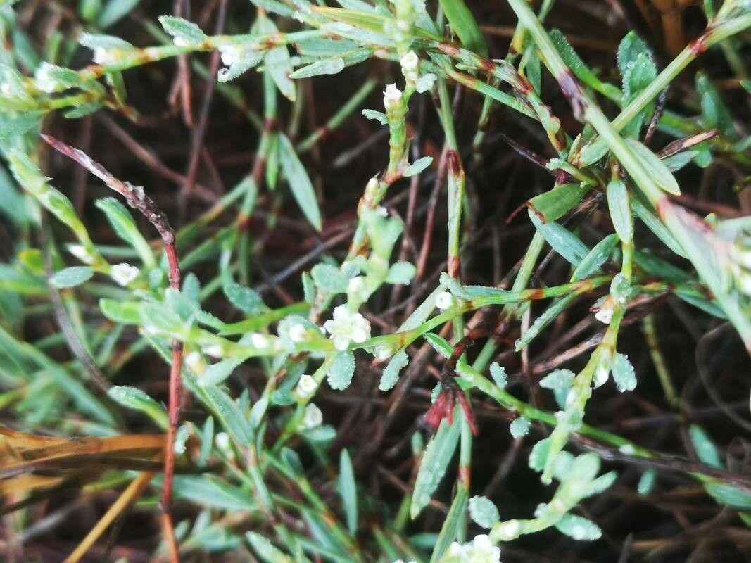 Polygonum romanum flower