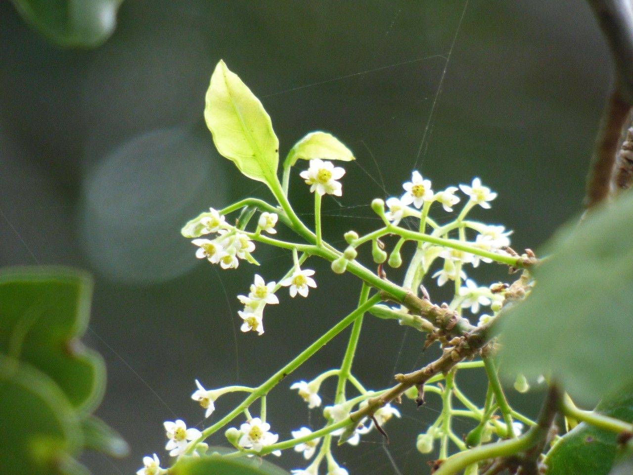 Ocotea obtusata flower