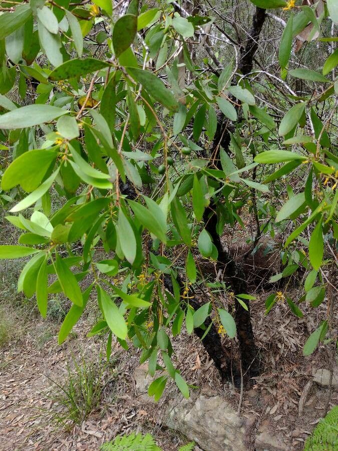 Persoonia levis habit