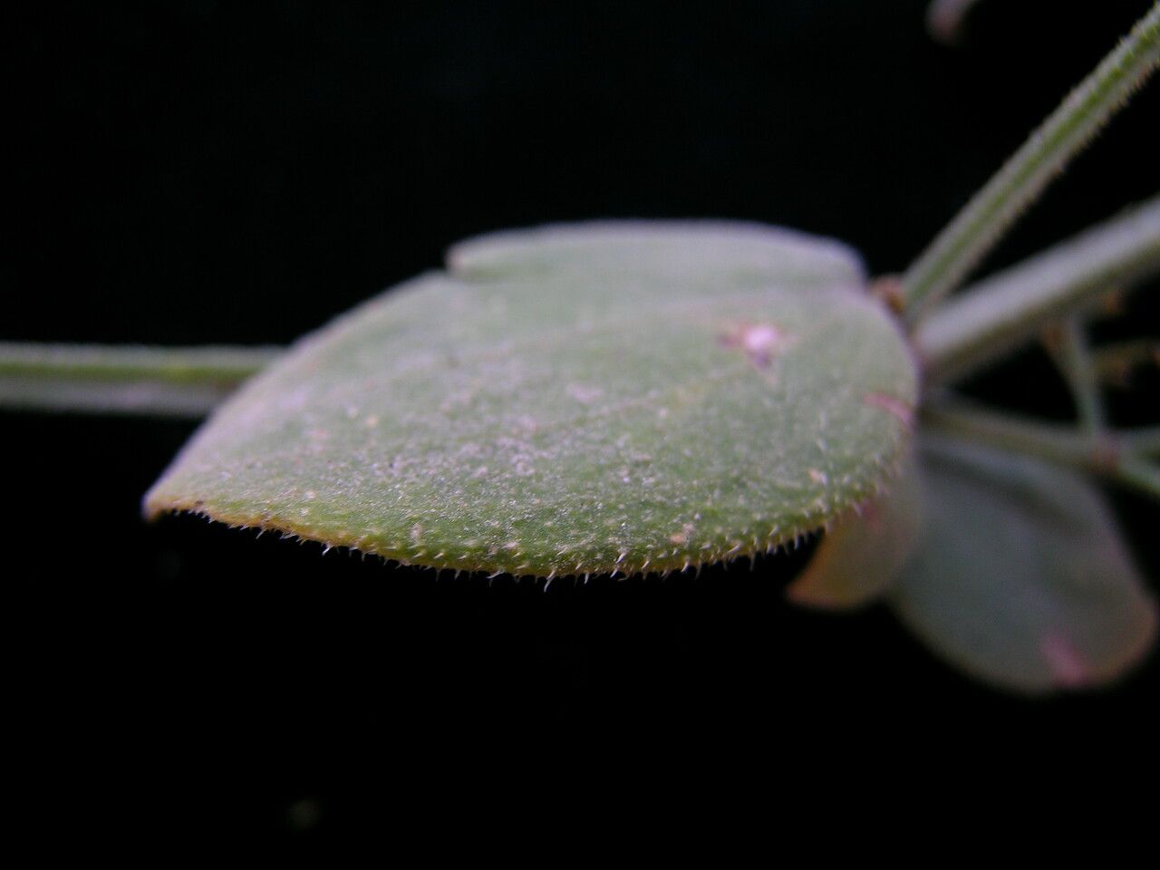 Rubia wallichiana — houseplant care guide