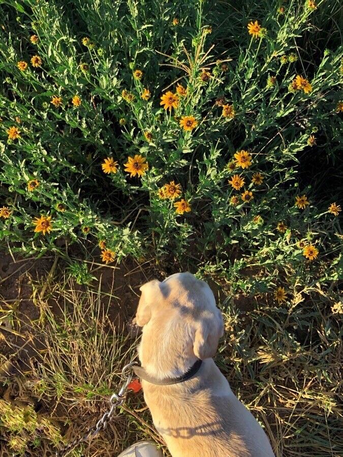 Helianthus ciliaris — houseplant care guide