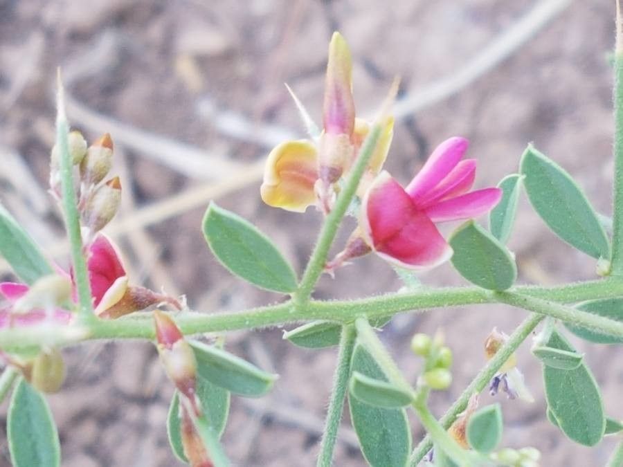 Alhagi maurorum flower