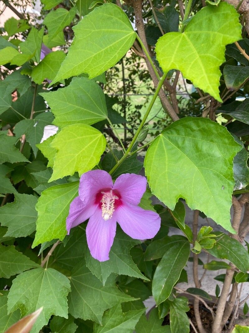 Hibiscus sinosyriacus flower