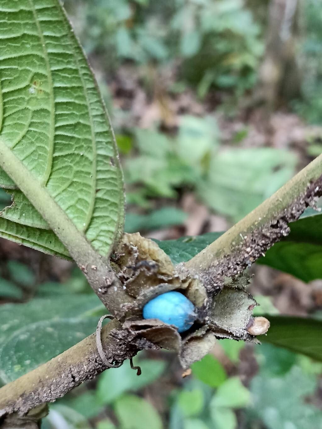 Gironniera nervosa fruit