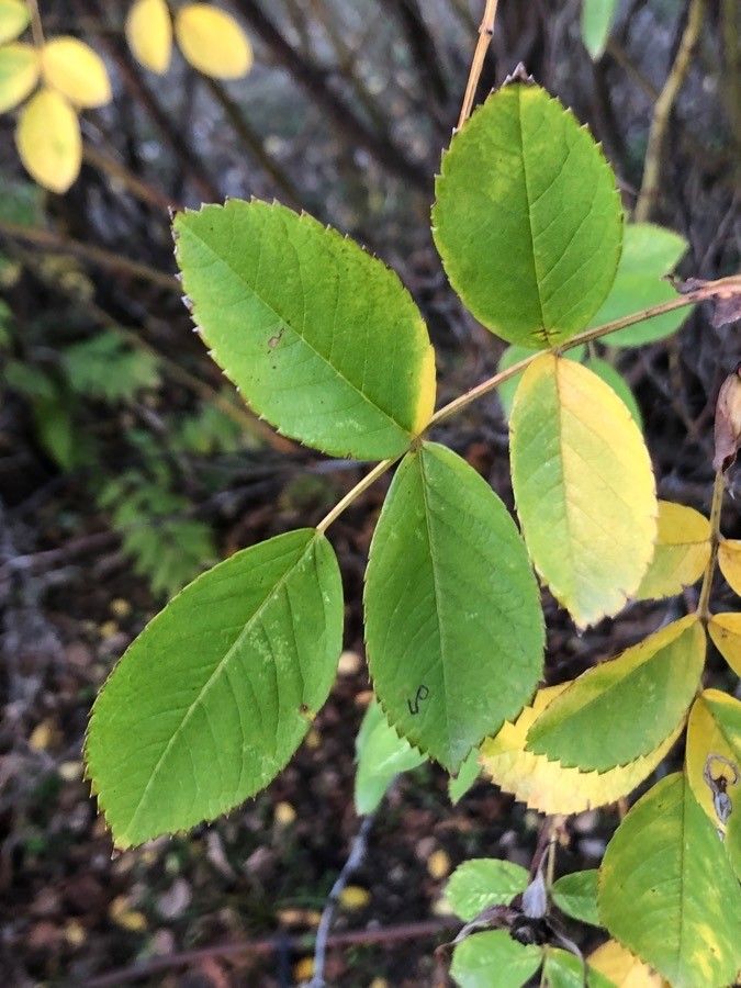 Rosa × paulii leaf