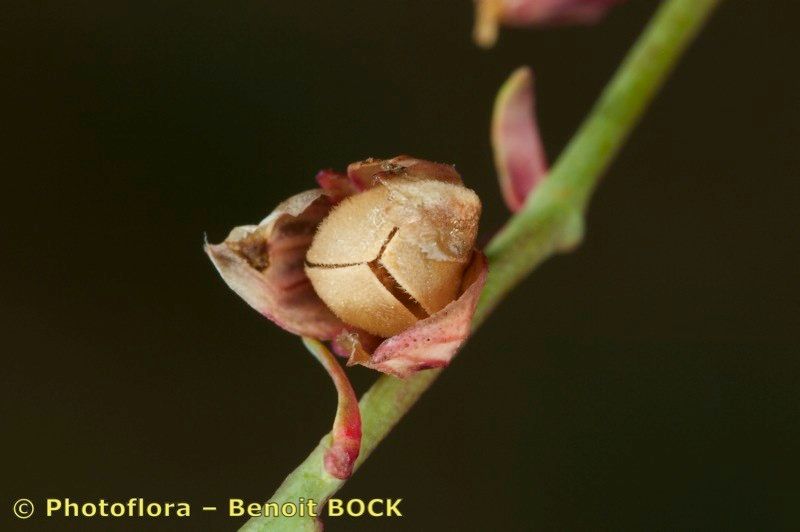 Helianthemum neopiliferum fruit