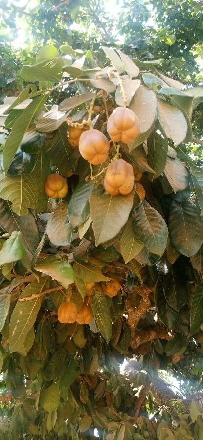 Blighia sapida fruit