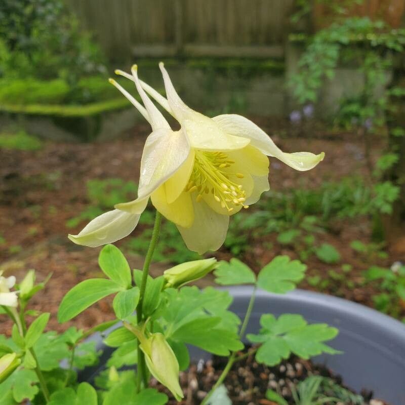 Aquilegia pubescens flower
