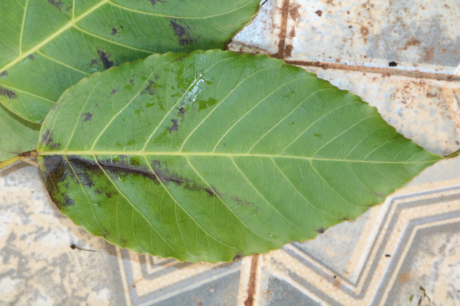 Astropanax abyssinicus — related species from the same genus