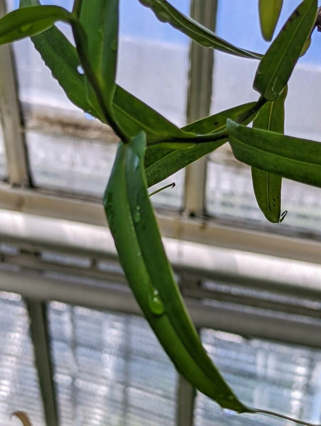 Nepenthes gracilis — search result for 'Nepenthes'