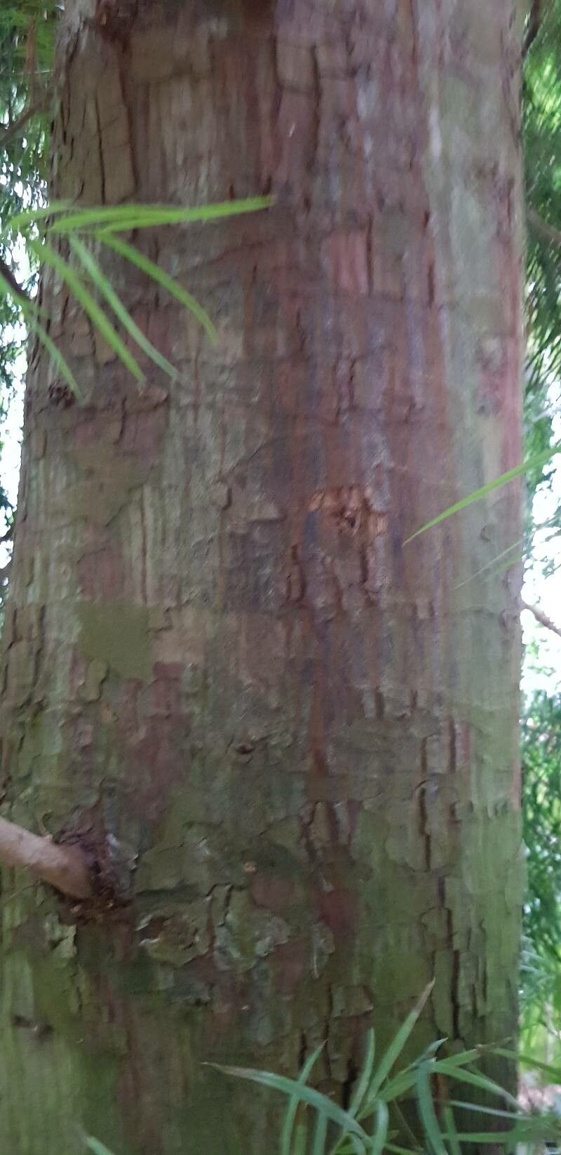 Podocarpus elongatus bark