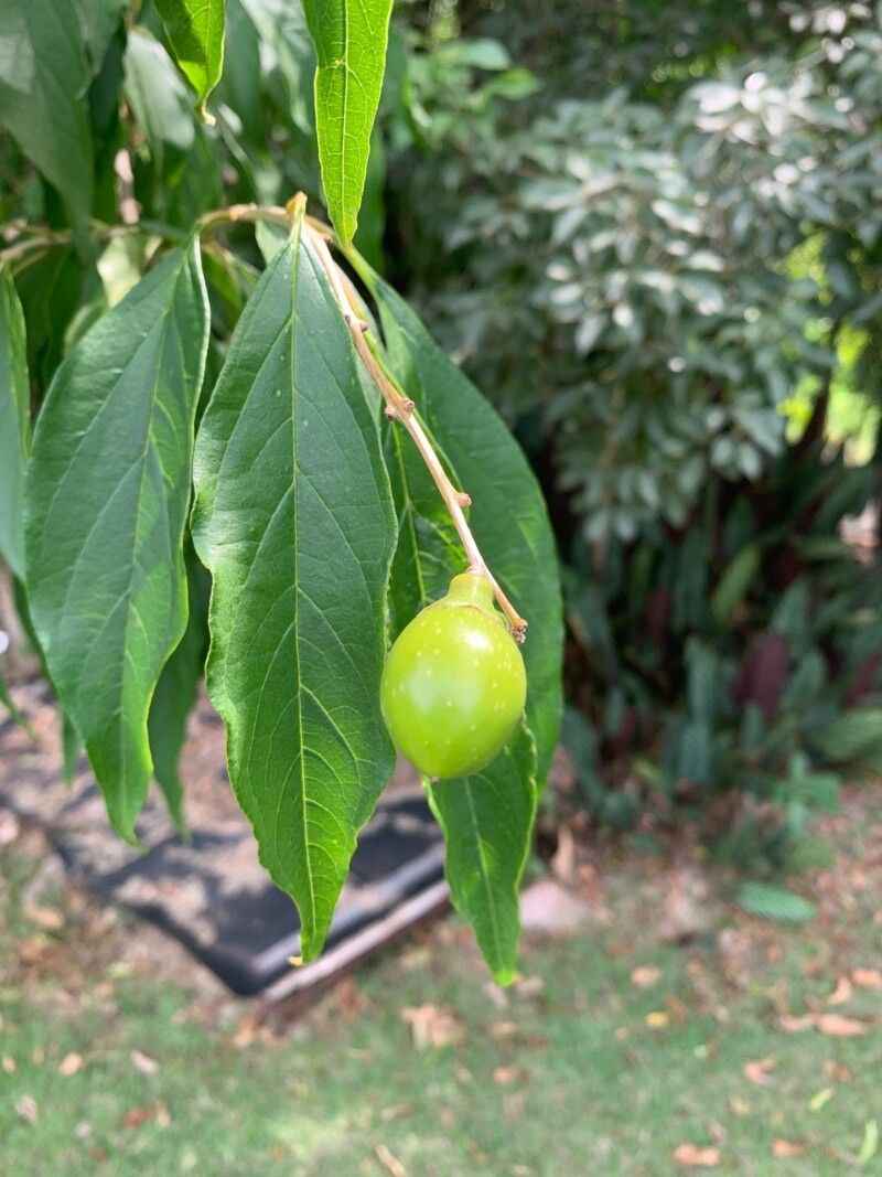 Citharexylum solanaceum fruit