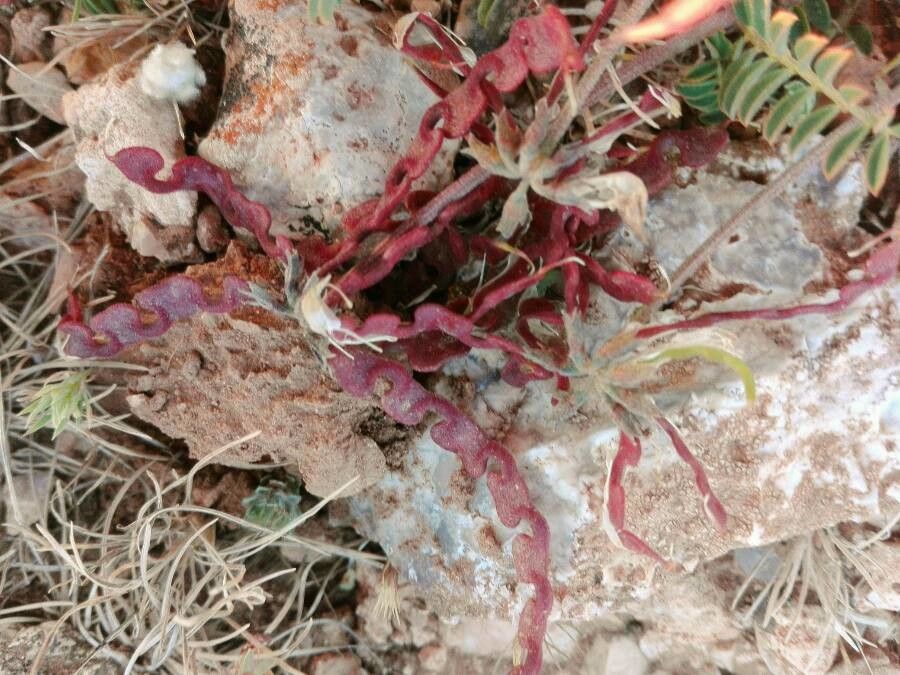 Hippocrepis scabra fruit