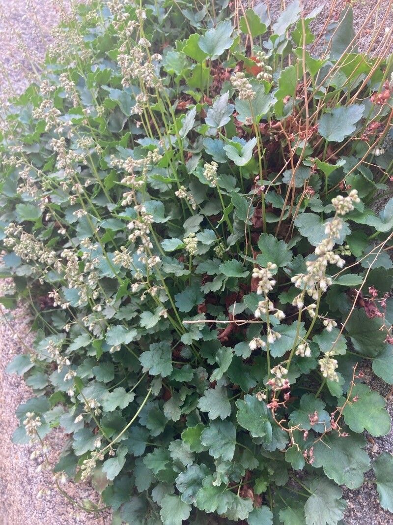 Heuchera merriamii leaf