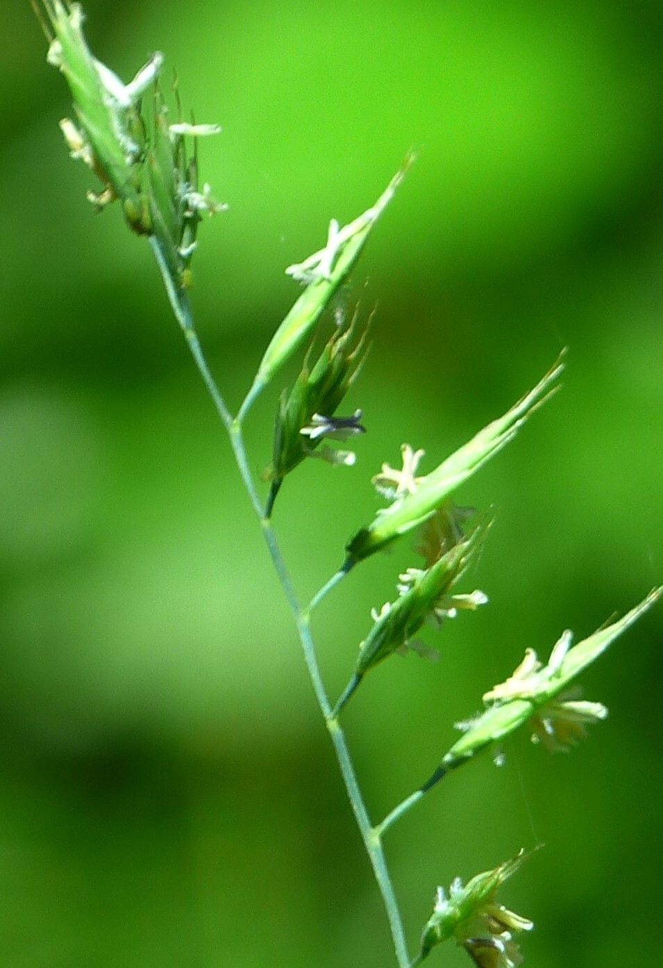 Festuca alpina flower