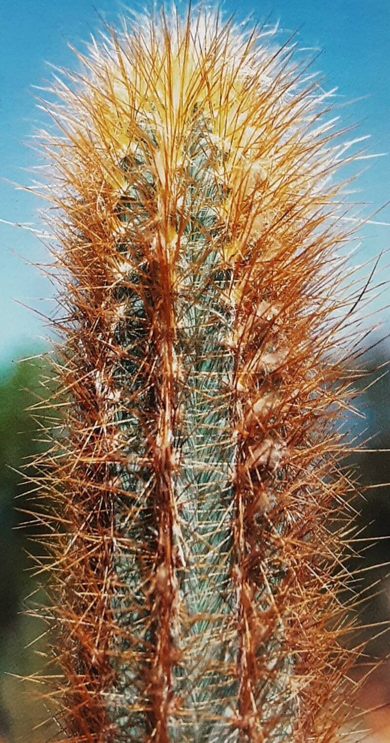 Pilosocereus flexibilispinus — search result for 'Pilosocereus'